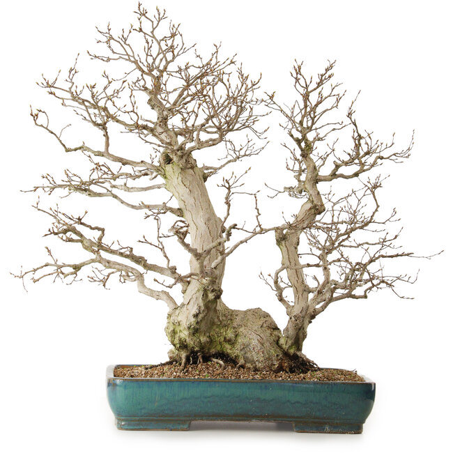 Carpinus coreana, 68 cm, ± 40 anni, con nebari di 27 cm
