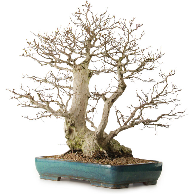 Carpinus coreana, 68 cm, ± 40 anni, con nebari di 27 cm