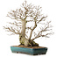 Carpinus coreana, 68 cm, ± 40 Jahre alt, mit einem Nebari von 27 cm