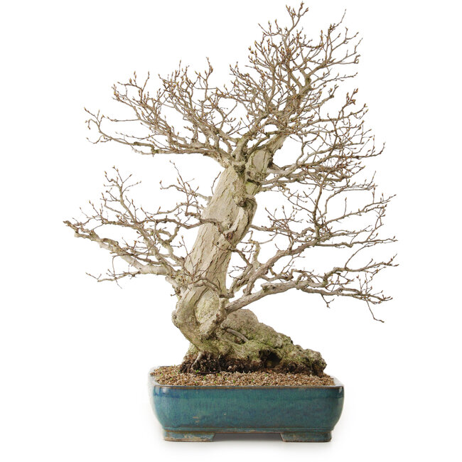 Carpinus coreana, 68 cm, ± 40 ans, avec un nebari de 27 cm