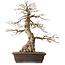 Carpinus coreana, 76 cm, ± 25 years old, with a nebari of 27 cm