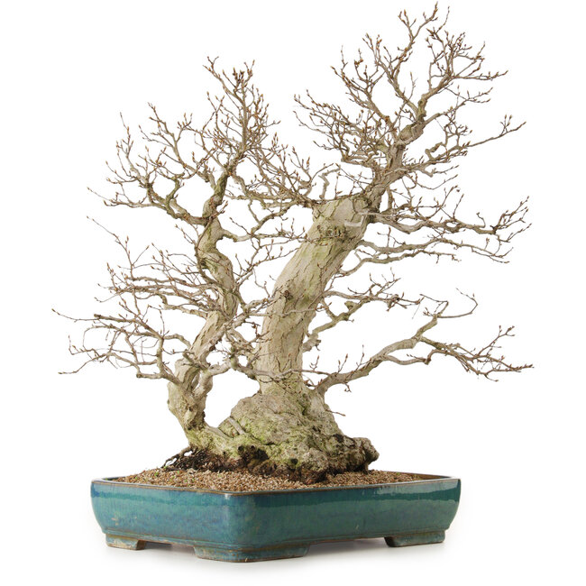 Carpinus coreana, 68 cm, ± 40 anni, con nebari di 27 cm
