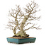 Carpinus coreana, 68 cm, ± 40 Jahre alt, mit einem Nebari von 27 cm
