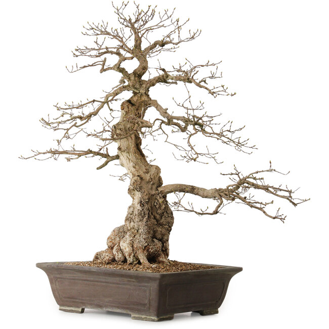 Carpinus coreana, 76 cm, ± 25 jaar oud, met een nebari van 27 cm