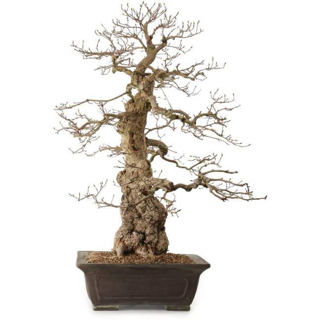 Carpinus coreana, 76 cm, ± 25 jaar oud, met een nebari van 27 cm