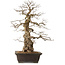 Carpinus coreana, 76 cm, ± 25 ans, avec un nebari de 27 cm