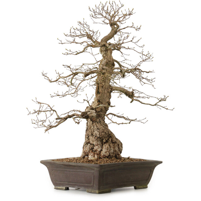 Carpinus coreana, 76 cm, ± 25 ans, avec un nebari de 27 cm