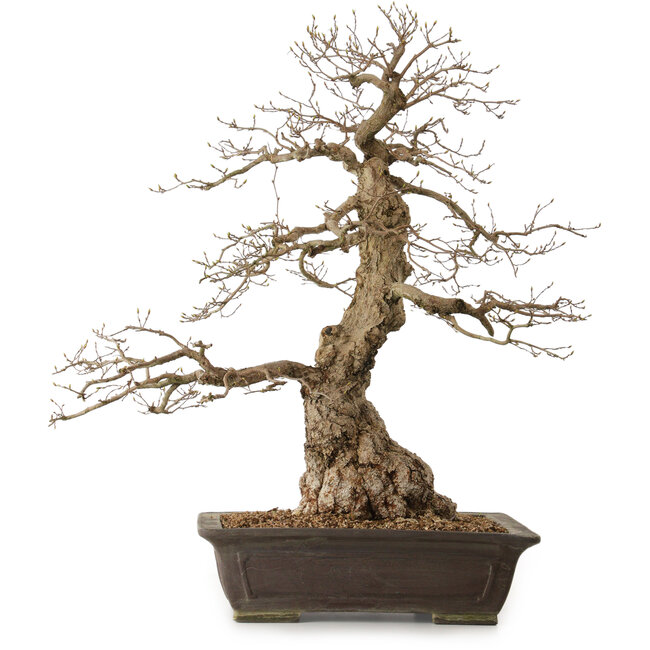 Carpinus coreana, 76 cm, ± 25 anni, con nebari di 27 cm