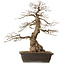 Carpinus coreana, 76 cm, ± 25 jaar oud, met een nebari van 27 cm