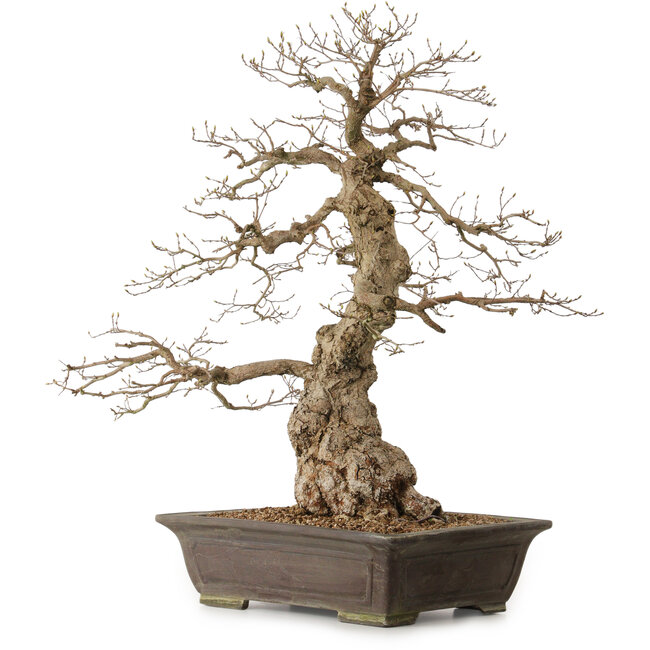 Carpinus coreana, 76 cm, ± 25 ans, avec un nebari de 27 cm