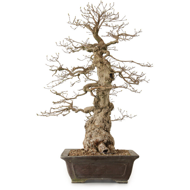 Carpinus coreana, 76 cm, ± 25 años, con un nebari de 27 cm