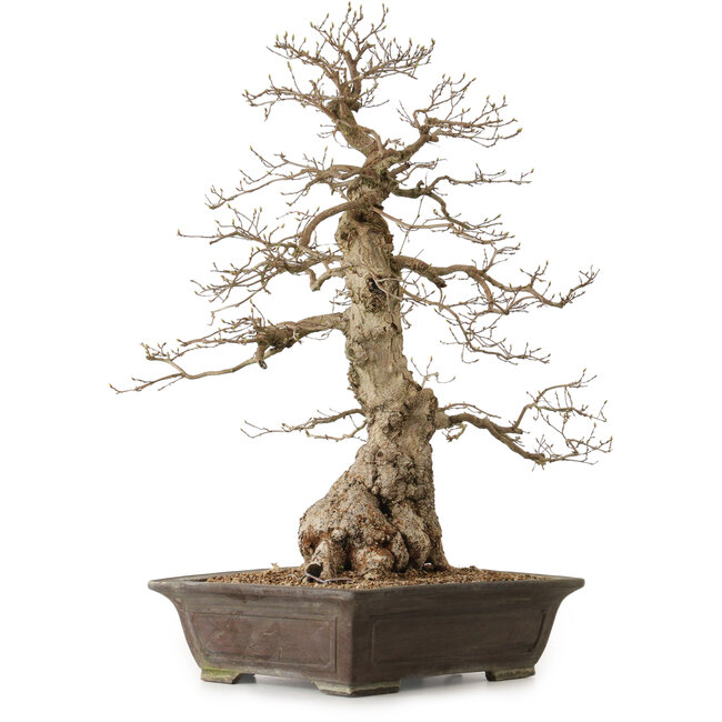 Carpinus coreana, 76 cm, ± 25 años, con un nebari de 27 cm