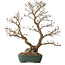 Carpinus coreana, 75 cm, ± 25 years old, with a nebari of 21 cm