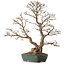 Carpinus coreana, 75 cm, ± 25 años, con un nebari de 21 cm