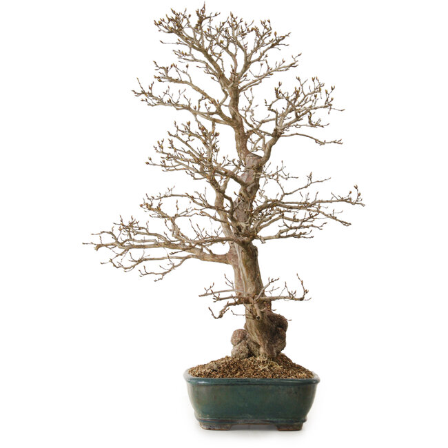 Carpinus coreana, 75 cm, ± 25 ans, avec un nebari de 21 cm