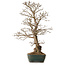 Carpinus coreana, 75 cm, ± 25 years old, with a nebari of 21 cm