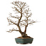 Carpinus coreana, 75 cm, ± 25 years old, with a nebari of 21 cm