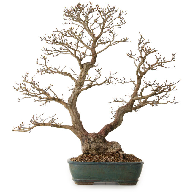 Carpinus coreana, 75 cm, ± 25 anni, con nebari di 21 cm