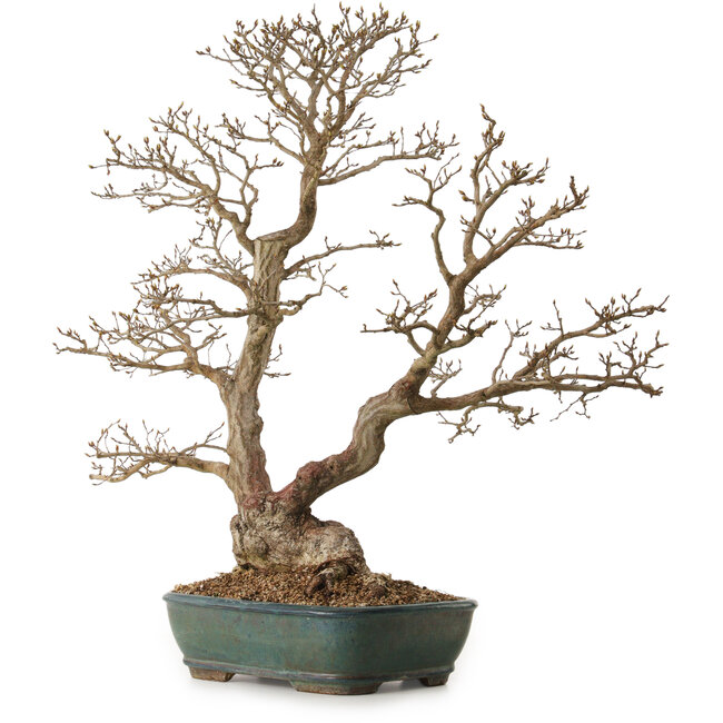 Carpinus coreana, 75 cm, ± 25 ans, avec un nebari de 21 cm