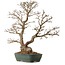 Carpinus coreana, 75 cm, ± 25 anni, con nebari di 21 cm
