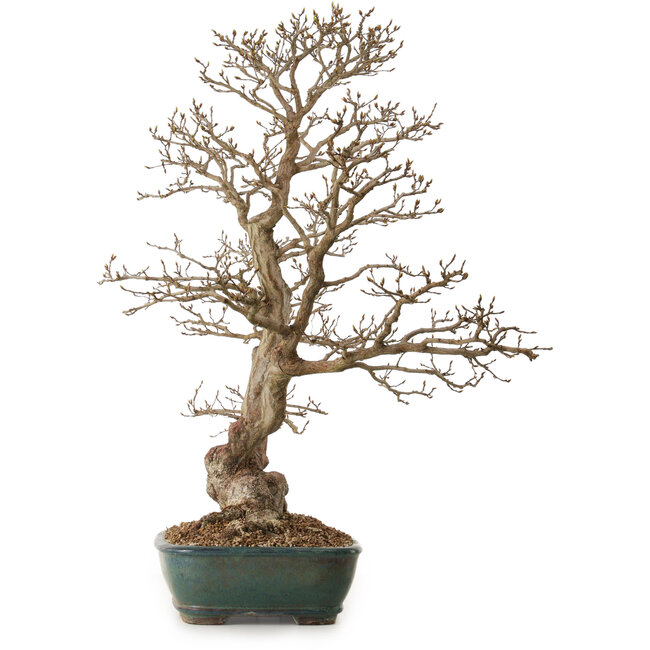 Carpinus coreana, 75 cm, ± 25 years old, with a nebari of 21 cm