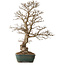 Carpinus coreana, 75 cm, ± 25 jaar oud, met een nebari van 21 cm