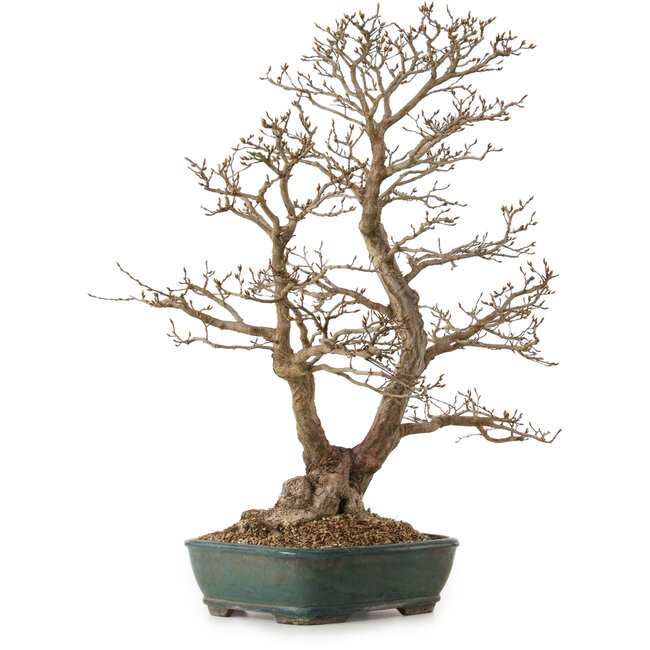 Carpinus coreana, 75 cm, ± 25 jaar oud, met een nebari van 21 cm