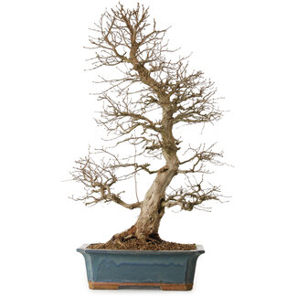 Carpinus coreana, 85 cm, ± 20 años