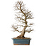 Carpinus coreana, 85 cm, ± 20 ans, avec un nebari de 16 cm