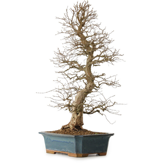 Carpinus coreana, 85 cm, ± 20 años, con un nebari de 16 cm