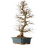 Carpinus coreana, 85 cm, ± 20 ans, avec un nebari de 16 cm