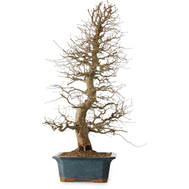 Carpinus coreana, 85 cm, ± 20 anni, con nebari di 16 cm