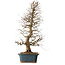 Carpinus coreana, 85 cm, ± 20 ans, avec un nebari de 16 cm
