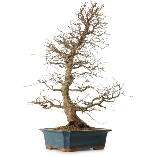 Carpinus coreana, 85 cm, ± 20 años, con un nebari de 16 cm