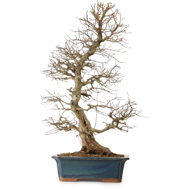 Carpinus coreana, 85 cm, ± 20 Jahre alt, mit einem Nebari von 16 cm