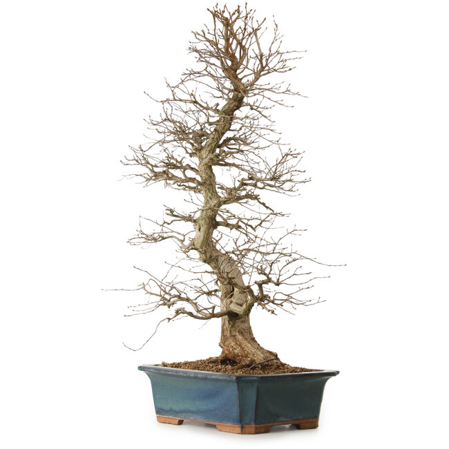 Carpinus coreana, 85 cm, ± 20 Jahre alt, mit einem Nebari von 16 cm