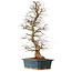 Carpinus coreana, 85 cm, ± 20 years old, with a nebari of 16 cm