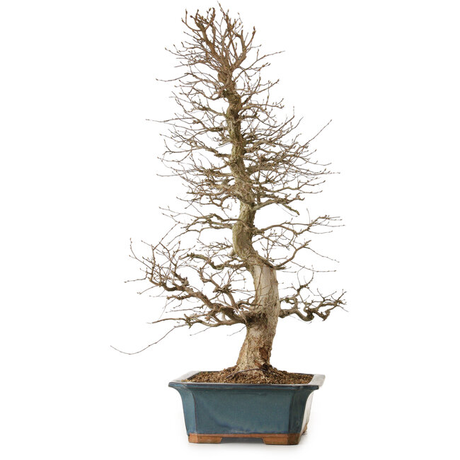 Carpinus coreana, 85 cm, ± 20 Jahre alt, mit einem Nebari von 16 cm