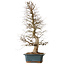 Carpinus coreana, 85 cm, ± 20 anni, con nebari di 16 cm