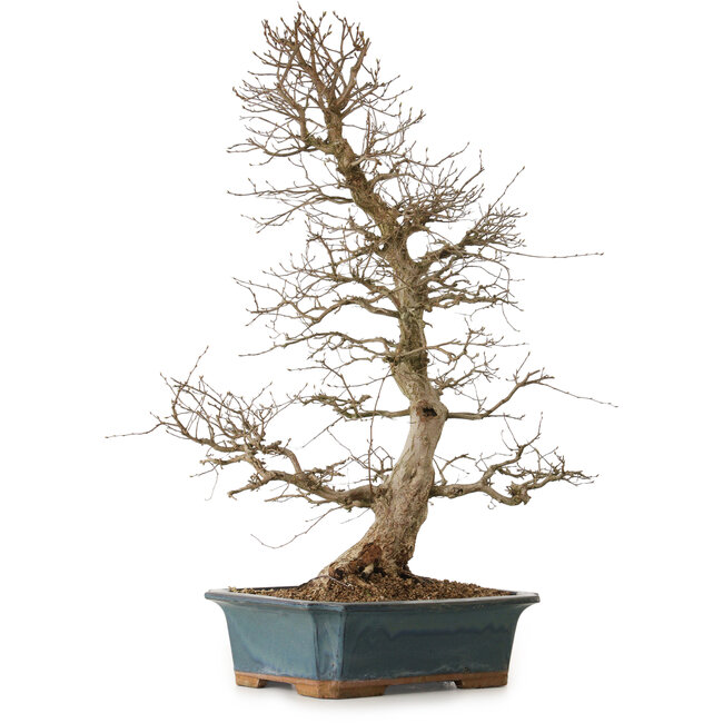 Carpinus coreana, 85 cm, ± 20 years old, with a nebari of 16 cm