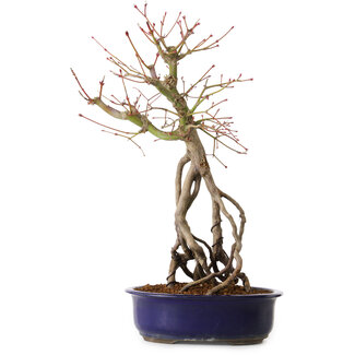 Acer palmatum, 50 cm, ± 15 ans