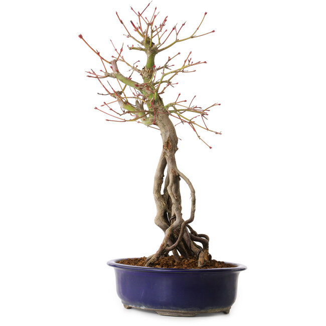 Acer palmatum, 50 cm, ± 15 años de edad