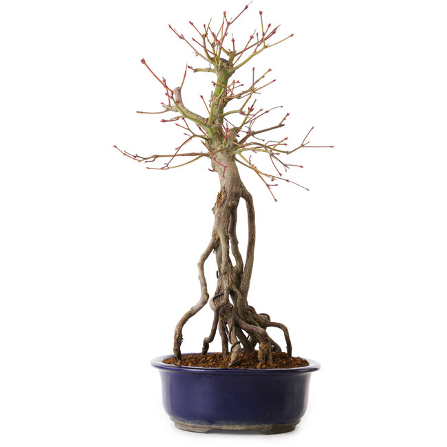 Acer palmatum, 50 cm, ± 15 jaar oud