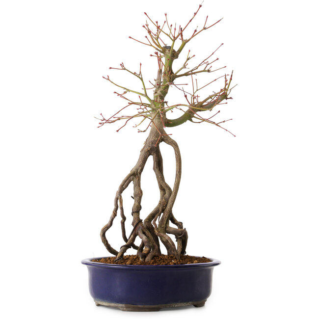 Acer palmatum, 50 cm, ± 15 jaar oud