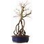 Acer palmatum, 50 cm, ± 15 years old
