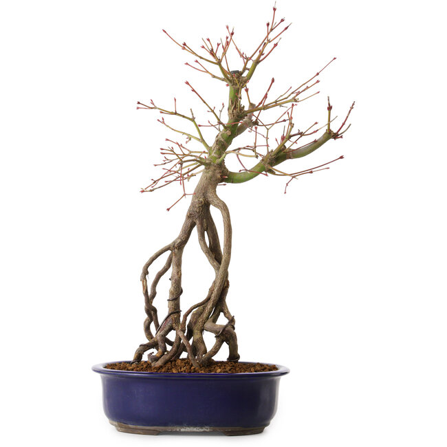 Acer palmatum, 50 cm, ± 15 years old