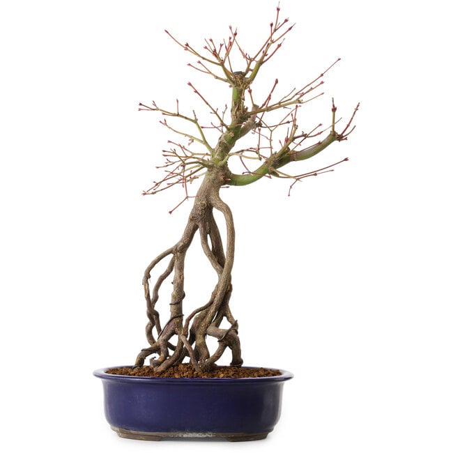 Acero palmato, 50 cm, ± 15 anni