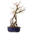 Acer palmatum, 50 cm, ± 15 Jahre alt