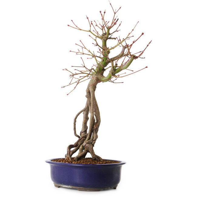 Acer palmatum, 50 cm, ± 15 jaar oud