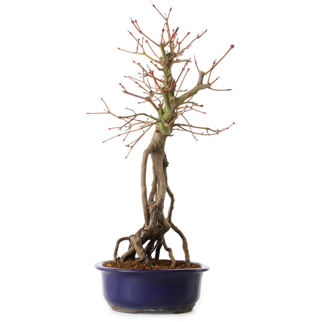 Acer palmatum, 50 cm, ± 15 ans